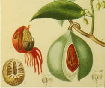 Le fruit du muscadier, avec l'arille à moitié détachée sur la noix à gauche où une partie de l'enveloppe en bois a été enlevée. © Muséum d'histoire naturelle