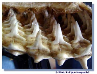 On peut voir ici la formation des dents. © P. Mespoulhé