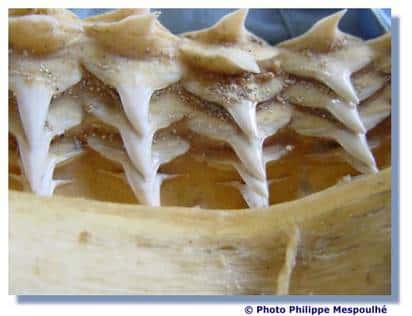 Alignement de dents de requin. © P. Mespoulhé