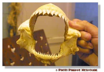Les dents du requin possèdent de nombreuses caractéristiques étonnantes. Ici, une mâchoire. © P. Mespoulhé