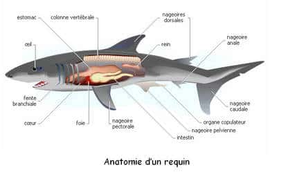 Anatomie complète du requin. © DR