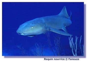 La reproduction des requins est bien particulière ! © Fanouze