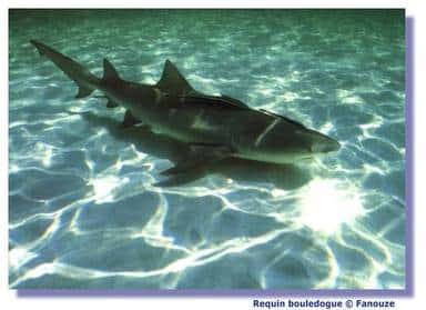 Le requin possède une sorte de sonar. © Fanouze