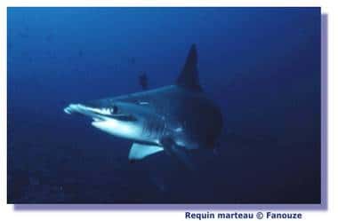 Le requin défend son territoire d'une éventuelle attaque. © Fanouze