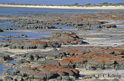 Stromatolites de Shark Bay. © C. König, DR