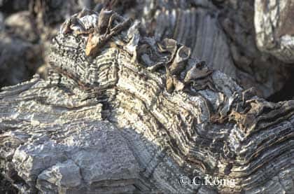 Stromatolites d'Otjitotongwe, en Namibie. © C. König, DR
