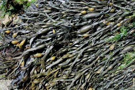 Les algues brunes <em>Ascophyllum nodosum</em> (goémon noir) font partie des différentes algues connues, avec les algues rouges notamment. © A. Le Maguéresse, Ifremer, tous droits de reproduction interdits