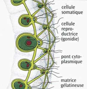 Le volvox est une algue intermédiaire entre unicellulaires et pluricellulaires, un peu comme les éponges. © DR