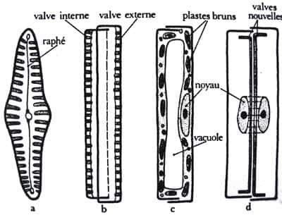 Détails anatomiques de diatomées : en a, présentation du raphé ; en b la nomenclature des valves ; en c l'anatomie interne ; en d, l'apparition des valves nouvelles suite à une division. © DR