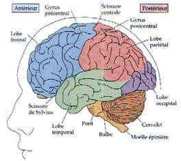 Les deux hémisphères cérébraux. © DR