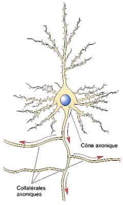 Axone et collatérales d'axone. Un peu à la manière d'un fil électrique, l'axone véhicule les messages nerveux à distance, dans le système nerveux. Le sens de la transmission de l'information nerveuse est indiqué par les flèches. © DR
