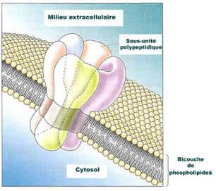 Structure du canal ionique membranaire. Les canaux ioniques sont constitués de protéines insérées dans la membrane qui s'assemblent entre elles pour former un pore. Dans cet exemple, le canal est constitué. © DR