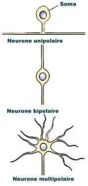 On distingue plusieurs classifications de neurones selon le nombre de neurites, leur forme anatomique, leur fonction et le type de neurotransmetteurs qu'ils sécrètent. © DR