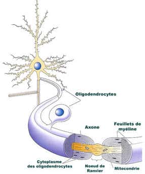 Représentation d'un oligodendrocyte. Comme les cellules de Schwann au niveau des nerfs périphériques, les oligodendrocytes sont à l'origine de la gaine de myéline formée autour d'un très grand nombre d'axones du système nerveux central et de la moelle épinière. La gaine de myéline est interrompue à intervalles réguliers par les nœuds de Ranvier. © DR