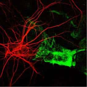 Présence d'astrocytes (en vert) et de neurones (en rouge) dans une culture mixte de cortex de souris. © Karin Pierre, Institut de Physiologie, UNIL, Lausanne, DR
