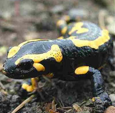 La salamandre est symbole d'immortalité car son corps peut s'autorégénérer. Saurons-nous un jour percer son secret ? © DR