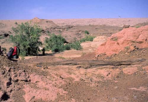 Un tronc d'arbre fossilisé, vieux de 25 millions d'années, couché dans le gisement de Lundo. © 2004 MPFB (POA)