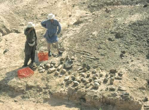 Récolte de restes de baluchithère : le premier tri est opéré par Jean-Loup Welcomme et Pierre-Olivier Antoine. © 1999 MPFB (LM)