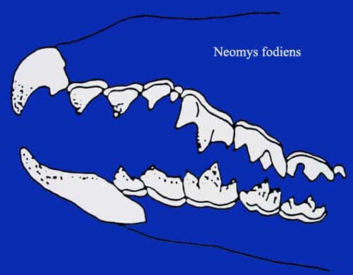 <em>Neomys fodiens</em> denture. © Toute reproduction et utilisation interdites 