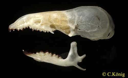 <em>Sorex coronatus</em>, squelette de la tête, vous avez une photo de <em>S. coronatus</em> au chapitre 3. © Toute reproduction et utilisation interdites 