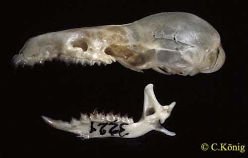 <em>Neomys fodiens,</em> squelette de la tête. © Toute reproduction et utilisation interdites 