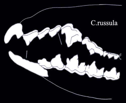 <em>Crocidura russula</em> denture. © Toute reproduction et utilisation interdites 
