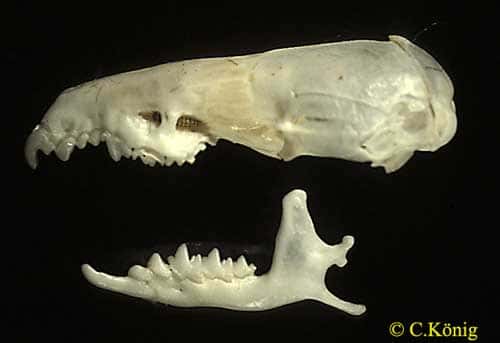 <em>Crocidura russula</em>, squelette de la tête. © Toute reproduction et utilisation interdites 