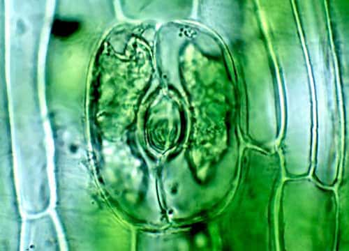 Stomate, vue en microscopie
