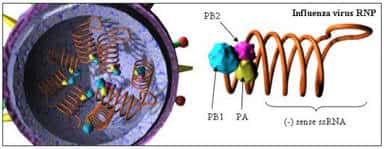 Illustration d'une ribonucléoprotéine de virus influenza A. © Timothy Smith