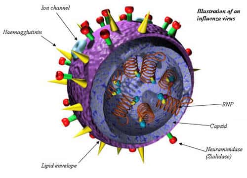 Virus influenza A&quot; Ion channel correspond à la protéine M2. © Timothy Smith