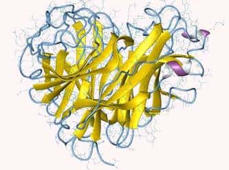 Représentation de la structure de la neuraminidase d'un virus influenza A. © Department of Biochemistry, Faculty of Medicine, University of Szeged