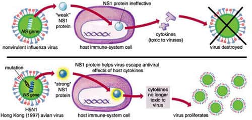 Variation génétique de la protéine NS1 et virulence. © Sigma Xi, <em>The Scientific Research Society</em>/Emma Skurnick