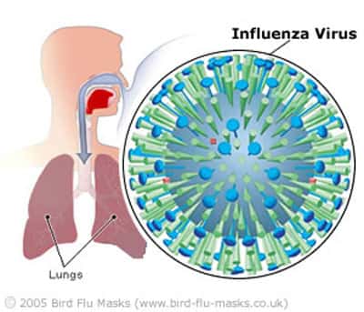 Transmission de la grippe. © Bird Flu Masks