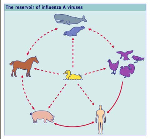Réservoir des virus influenza A. © Lippincott Williams et Wilkins, Philadelphia