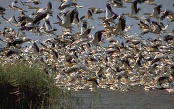 La grippe aviaire touche les populations d'oiseaux sauvages. © DR