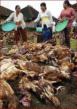 Les souches hautement pathogènes du virus influenza A aviaire (HPAI) sont isolées principalement chez les poulets et les dindons. © 2004, <em>University of Wisconsin, Board of Regents</em>, reproduction et utilisation interdites