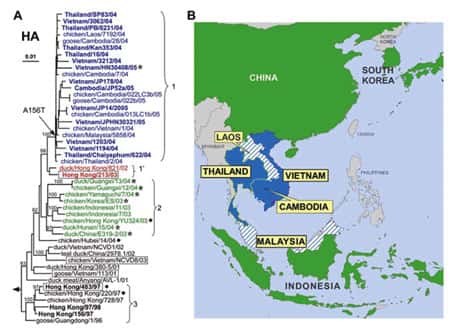 Relations phylogénétiques entre les gènes de l'hémagglutinine des virus influenza H5N1 (les clades 1, 1´, 2 et 3 respectivement en bleu, rouge, vert et noir) et à droite, leur répartition géographique en Asie. <em>© </em>Ruben O. Donis, Influenza Branch, DVRD, NCID,<em> Centers for Disease Control and Prevention; Emerging Infectious Diseas, </em>2005 Oct  