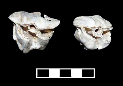 Photo 30 : Dents de rhinocéros laineux.<br />&copy; François Marchal<br />Reproduction et utilisation interdites