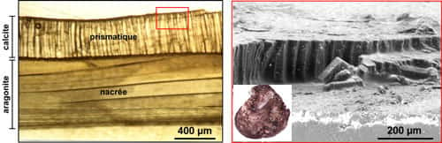 Vue au microscope optique (gauche) et électronique à balayage (droite) de la microstructure de la coquille de l'huître de mangrove <em>Isognomon isognomon</em>. À gauche, on retrouve les deux couches, aragonitique et calcitique, que l'on voyait déjà à la loupe binoculaire. On observe déjà la structure prismatique de la couche calcitique externe. Ces prismes sont particulièrement bien mis en évidence le long d'une fracture observée au MEB. La couche aragonitique interne présente une microstructure dite nacrée. © C. E. Lazareth. Reproduction et utilisation interdites