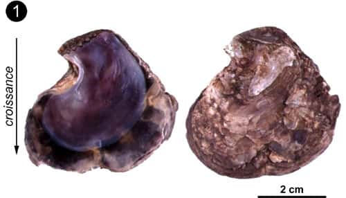 Exemple de coquille de bivalve ayant une couche calcitique et une couche aragonitique. Photo 1 (ci-dessus) : Les deux valves d'une « huître » de mangrove (<em>Isognomon isognomon</em> - Kenya). © C.E. Lazareth. Reproduction et utilisation interdites