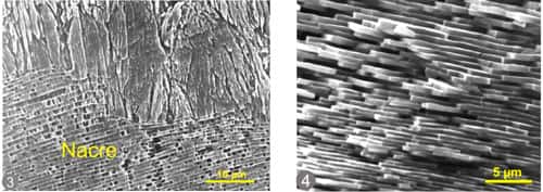 Vue au microscope électronique à balayage de la microstructure nacrée. À gauche, gastéropode (<em>Haliotis</em> – ormeaux) et à droite, (<em>Pinctada</em>) tiré de Cuif et Dauphin, 2003. © Cuif et Dauphin, 2003. Reproduction et utilisation interdites