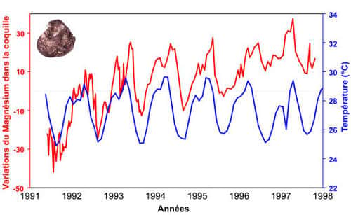Variations cycliques du magnésium (en rouge, variation autour de la moyenne) au sein de la coquille du bivalve <em>Isognomon isognomon </em>(Kenya) et température de l'eau enregistrée pendant la croissance de l'organisme. On voit que le Mg suit globalement bien la température de l'eau. On remarque une augmentation de la teneur en Mg au cours du vieillissement de l'animal (augmentation ontogénique). Modifié d'après Lazareth et al., 2003. © C. E. Lazareth et co-auteurs. Reproduction et utilisation interdites