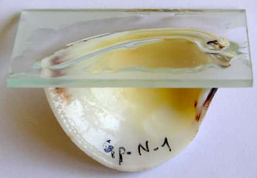 Demi-valve collée sur une lame de verre (~ 4 cm de long). © C.E. Lazareth, IRD. Reproduction et utilisation interdites