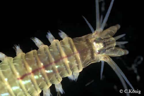 <em>Perinereis cultifera,</em> une espèce de vers annélides marins. © Christian König, reproduction et utilisation interdites 