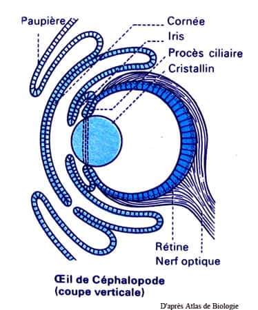 Céphalopode, œil schéma. © Reproduction et utilisation interdites 