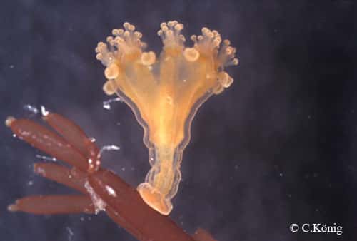<em>Haliclystus auricula</em>, une méduse fixée au stade adulte. © Christian König, reproduction et utilisation interdites 
