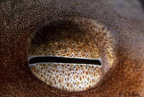Céphalopode <em>Eledone cirrosa</em>, œil gros plan. © Christian König, reproduction et utilisation interdites 