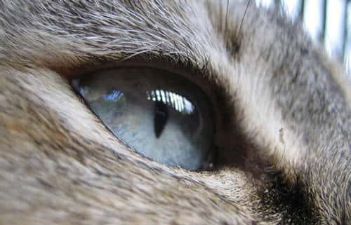L'œil bleu cristal d'un chat. © Reproduction et utilisation interdites 