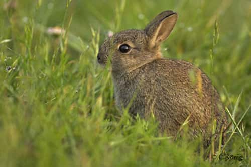 Le lapin possède une vision quasi circulaire. © Christian König, reproduction et utilisation interdites 