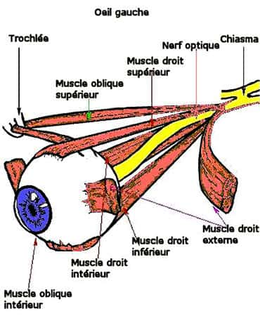 Muscles de l'oeil<br>Reproduction et utilisation interdites 